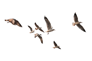 Birds